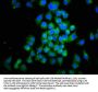 MIF Antibody