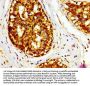 MIF Antibody