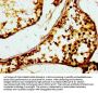 MIF Antibody