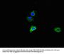 MMP2 Antibody
