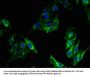 MPO Antibody