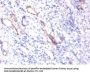 SPP1 Antibody