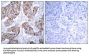 Phospho-EGFR (Tyr1092) Antibody