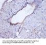 CTSB Antibody