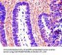 CTSB Antibody