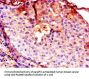 CTSB Antibody