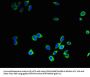 CTSB Antibody