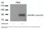 Phospho-NBN (Ser343) Antibody
