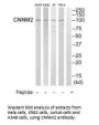 CNNM2 Antibody