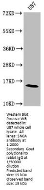 SNCA Antibody