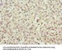 SNCA Antibody