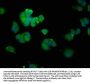 SNCA Antibody