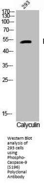 Phospho-CASP9 (S196) Antibody