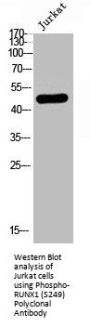 Phospho-RUNX1 (S249) Antibody