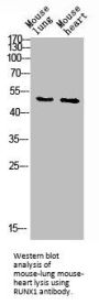 RUNX1 Antibody