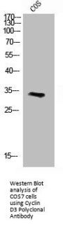 CCND3 Antibody