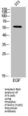 Phospho-STAM2 (Y192) Antibody