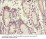 MMP10 Antibody