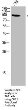 CD22 Antibody