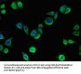 MMP13 Antibody
