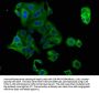 PCSK9 Antibody