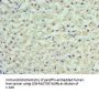 RBP4 Antibody