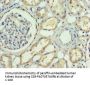 RBP4 Antibody