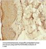 Rabbit anti-human Resistin polyclonal Antibody(RETN)