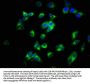 CD14 Antibody