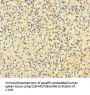CD14 Antibody