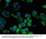 KIT Antibody