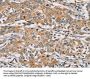 RAB24 Antibody