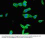 ICAM1 Antibody