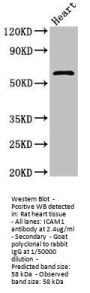 ICAM1 Antibody