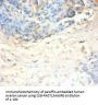 SLPI Antibody