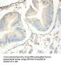SLPI Antibody