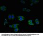 SLPI Antibody