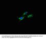 APP Antibody