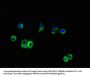 APP Antibody