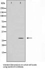 DDIT3 Antibody