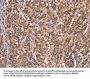 GCSAM Antibody