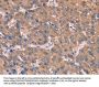 GCSAM Antibody