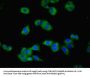 TFRC Antibody