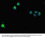 BIRC5 Antibody