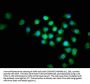 BIRC5 Antibody