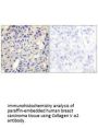 COL5A2 Antibody