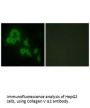 COL5A2 Antibody