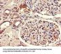 FLT1 Antibody