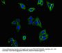 FLT1 Antibody