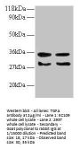 TGFA Antibody
